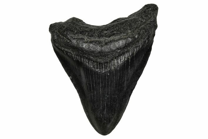 Juvenile Megalodon Tooth - South Carolina #340416
